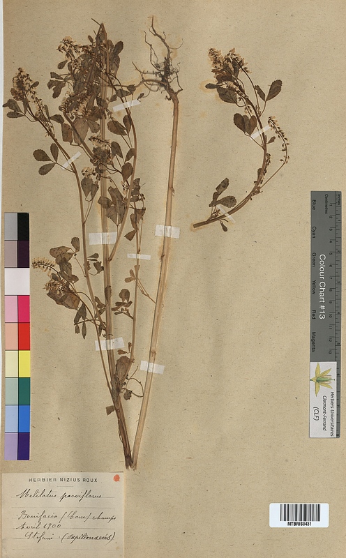 Melilotus parviflorus (Fabaceae)
