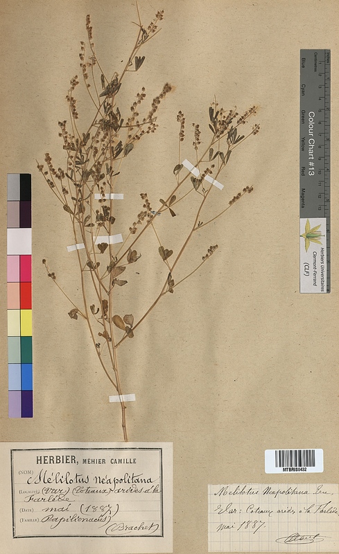 Melilotus neapolitanus (Fabaceae)