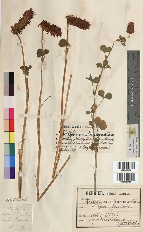 Trifolium incarnatum (Fabaceae)