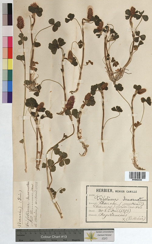 Trifolium incarnatum (Fabaceae)