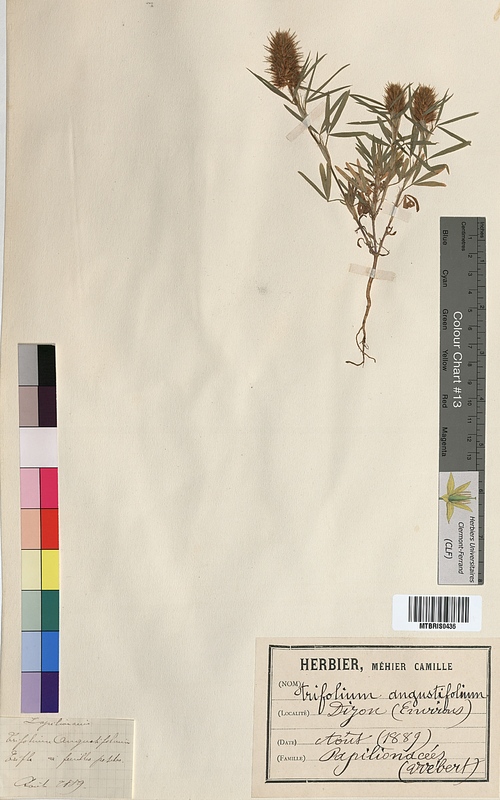 Trifolium angustifolium (Fabaceae)