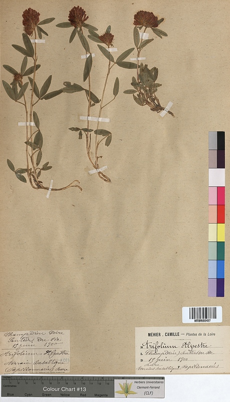 Trifolium alpestre (Fabaceae)