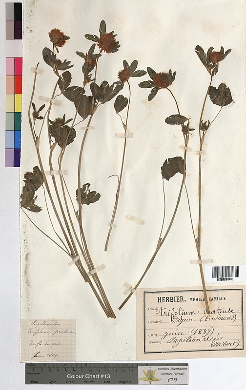 Trifolium pratense (Fabaceae)