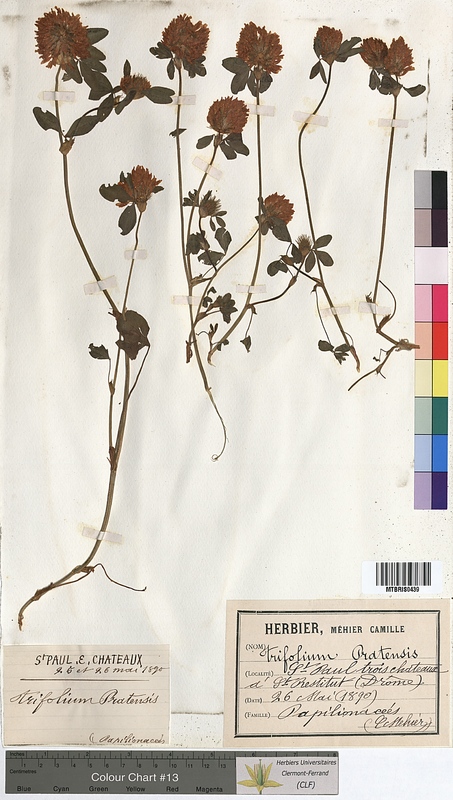 Trifolium pratense (Fabaceae)