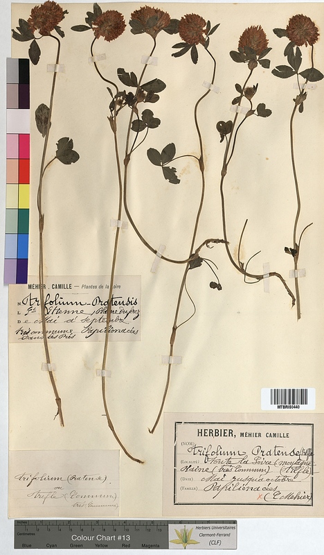 Trifolium pratense (Fabaceae)