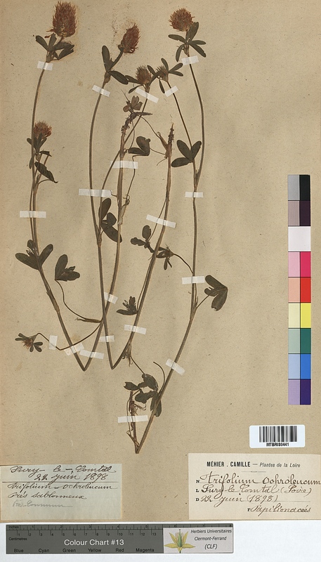 Trifolium ochroleucon (Fabaceae)