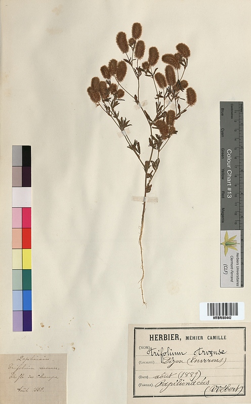 Trifolium arvense (Fabaceae)