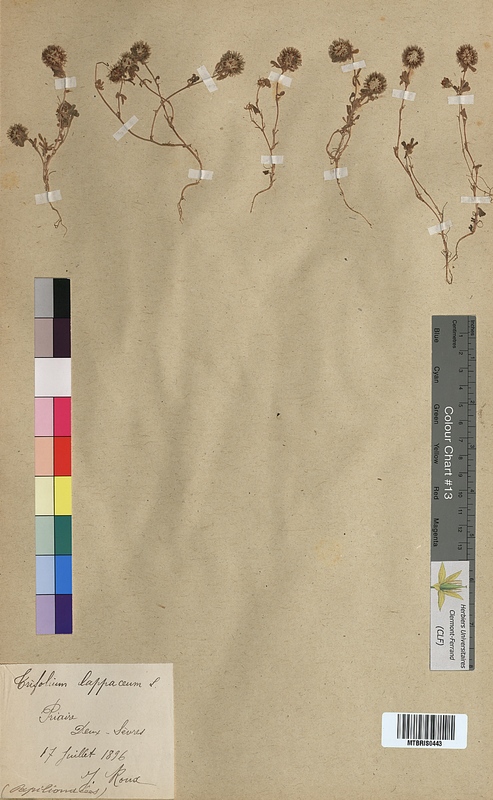 Trifolium lappaceum (Fabaceae)