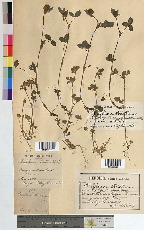 Trifolium striatum (Fabaceae)