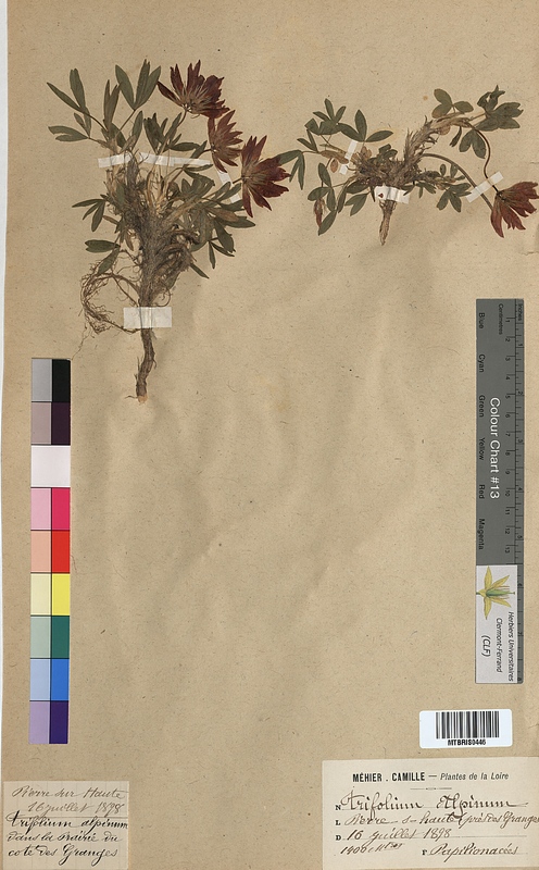 Trifolium alpinum (Fabaceae)