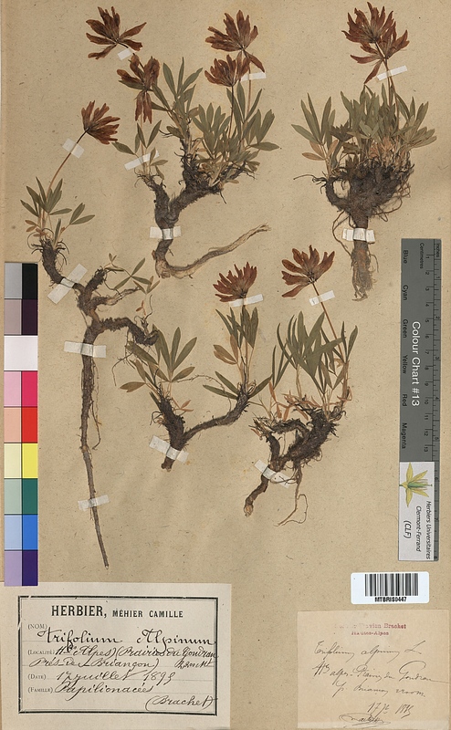 Trifolium alpinum (Fabaceae)