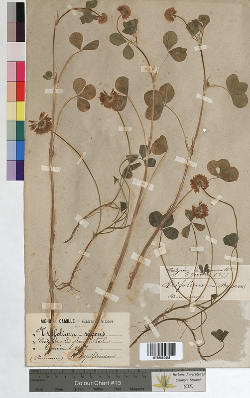 Trifolium repens (Fabaceae)