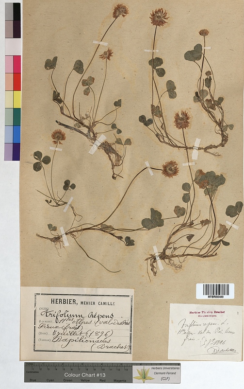 Trifolium repens (Fabaceae)