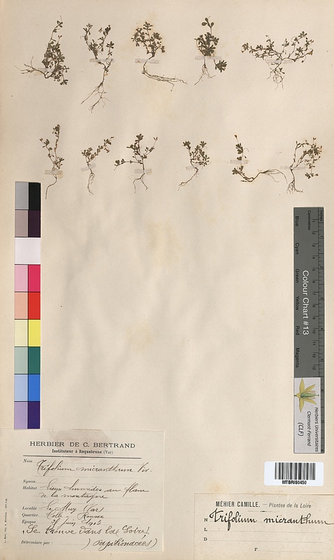 Trifolium micranthum (Fabaceae)