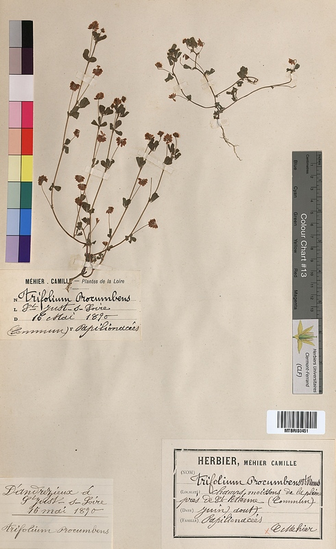 Trifolium procumbens (Fabaceae)