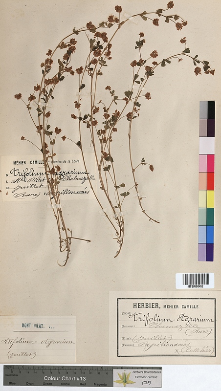 Trifolium agrarium (Fabaceae)
