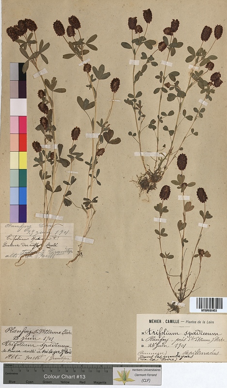 Trifolium spadiceum (Fabaceae)