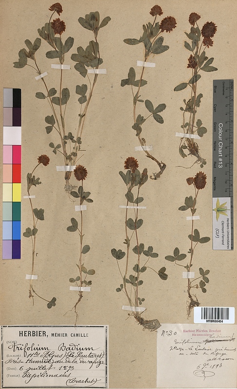 Trifolium badium (Fabaceae)