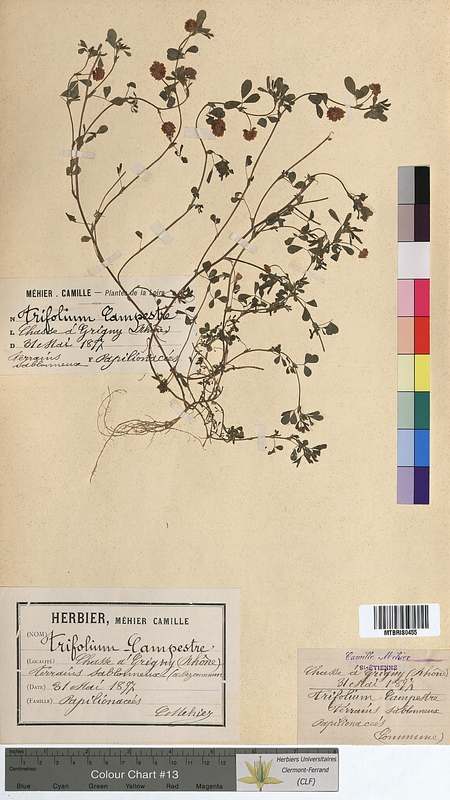 Trifolium campestre (Fabaceae)