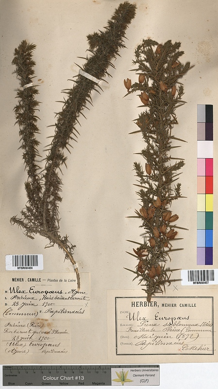 Ulex europaeus (Fabaceae)