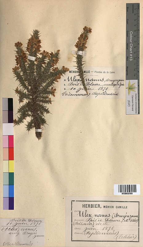 Ulex nanus (Fabaceae)