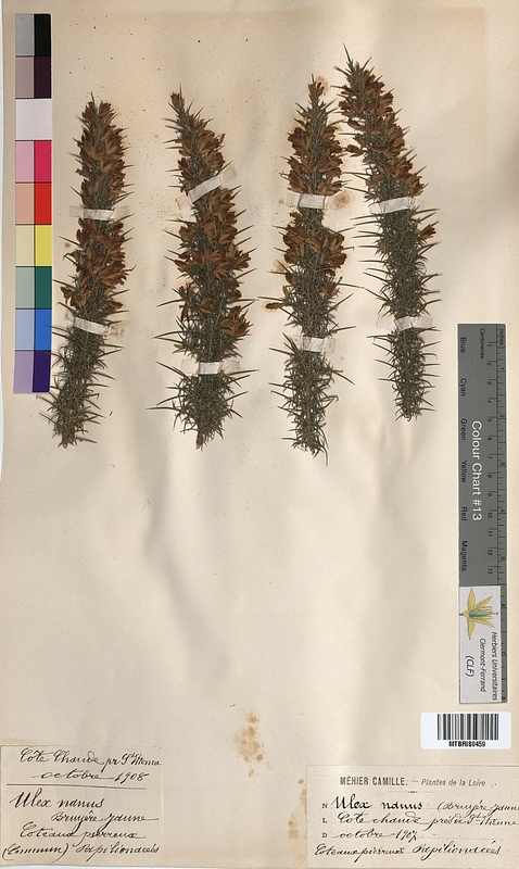 Ulex nanus (Fabaceae)