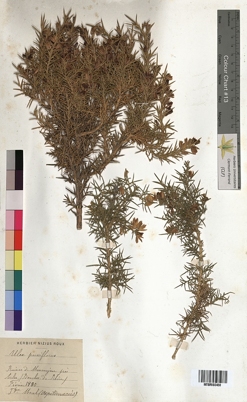 Ulex parviflorus (Fabaceae)
