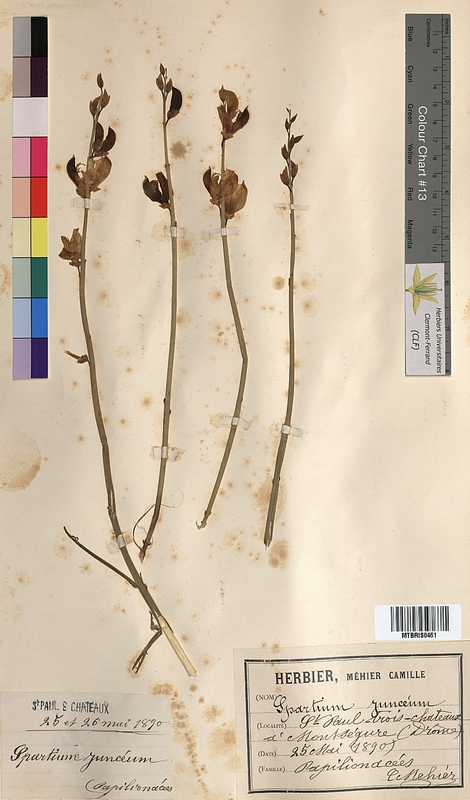 Spartium junceum (Fabaceae)