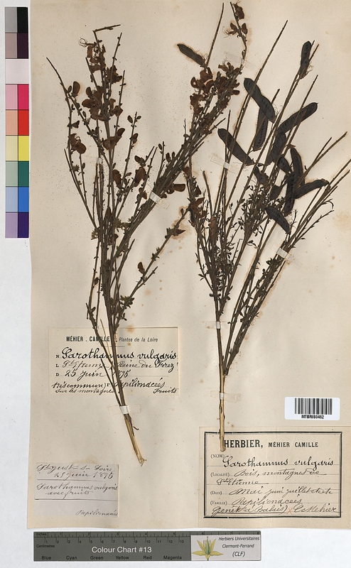 Sarothamnus vulgaris (Fabaceae)