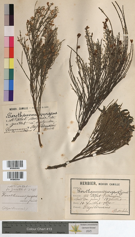Sarothamnus purgans (Fabaceae)