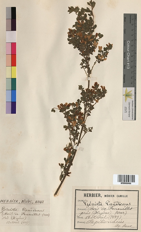 Genista candicans (Fabaceae)