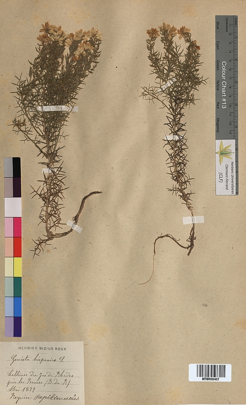 Genista hispanica (Fabaceae)