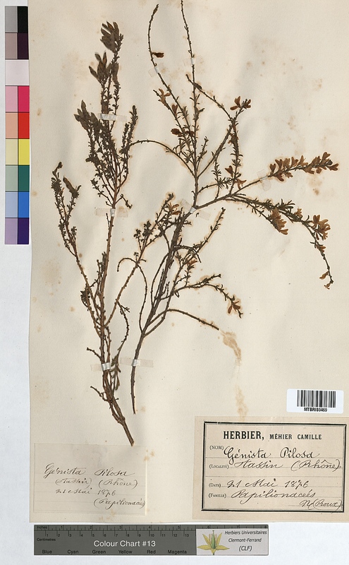 Genista pilosa (Fabaceae)