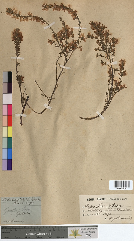 Genista pilosa (Fabaceae)