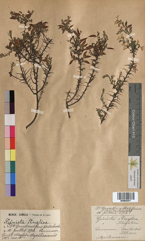 Genista anglica (Fabaceae)