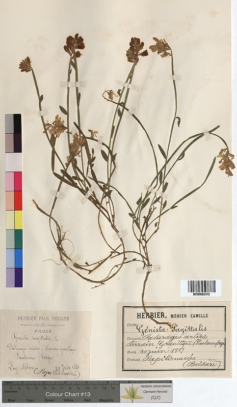 Genista sagittalis (Fabaceae)
