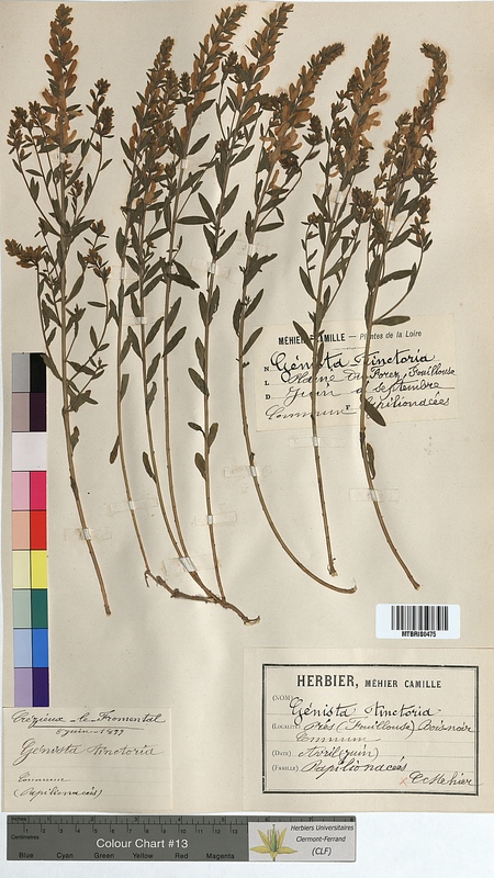 Genista tinctoria (Fabaceae)
