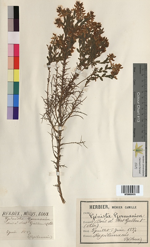 Genista germanica (Fabaceae)