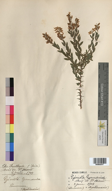 Genista germanica (Fabaceae)