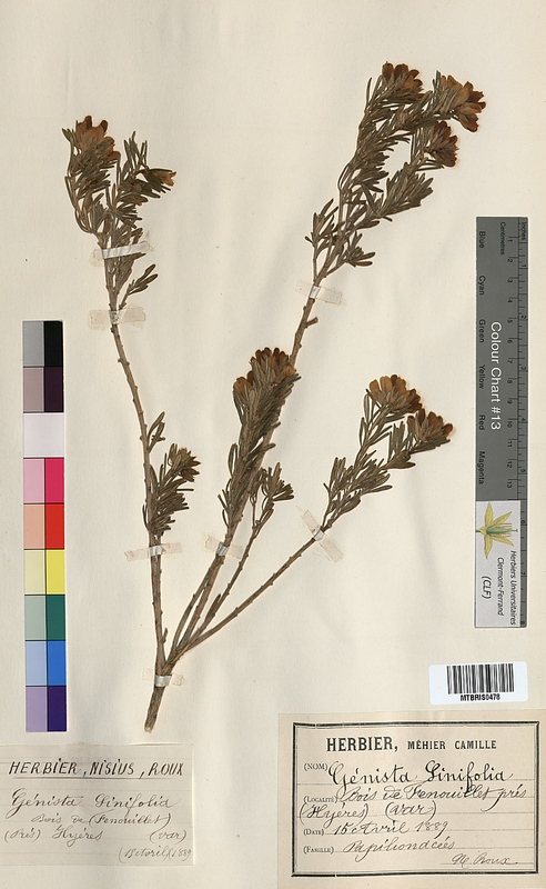 Genista linifolia (Fabaceae)