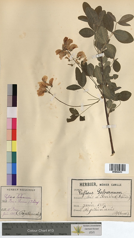 Cytisus laburnum (Fabaceae)