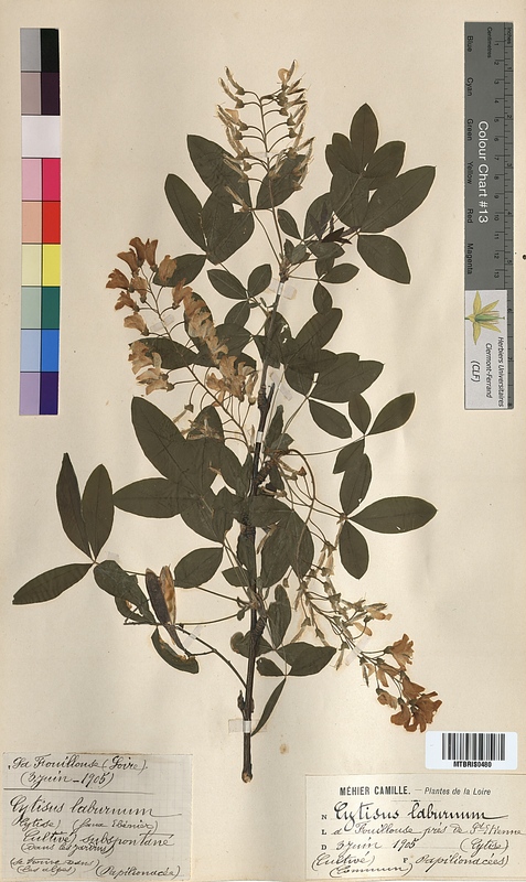 Cytisus laburnum (Fabaceae)