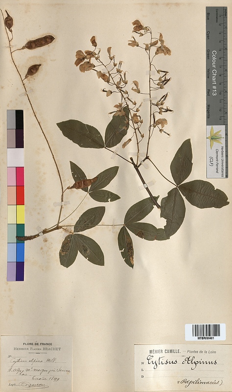Cytisus alpinus (Fabaceae)