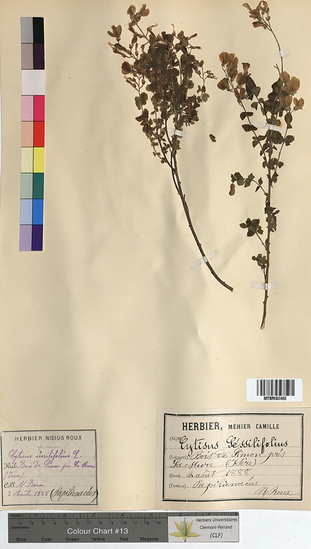 Cytisus sessilifolius (Fabaceae)