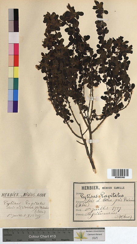 Cytisus capitatus (Fabaceae)