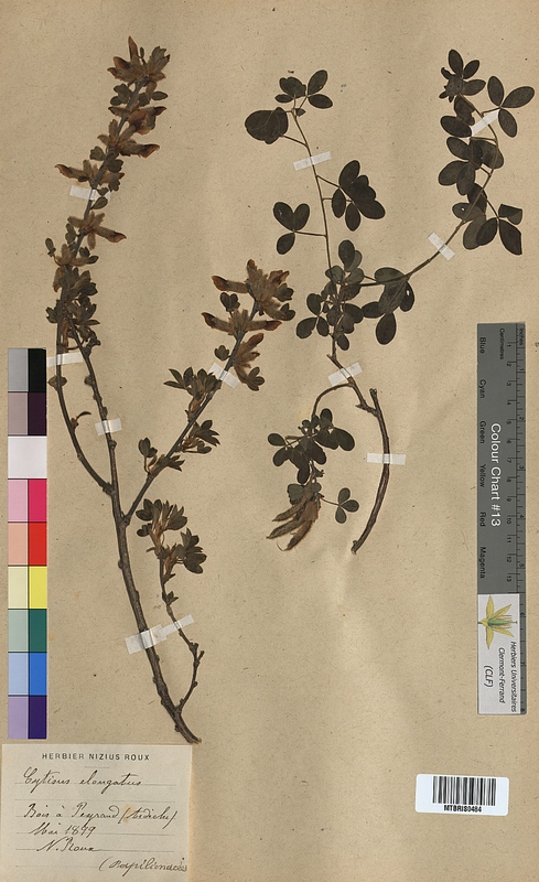 Cytisus elongatus (Fabaceae)