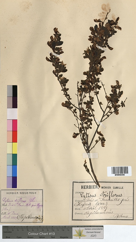 Cytisus triflorus (Fabaceae)