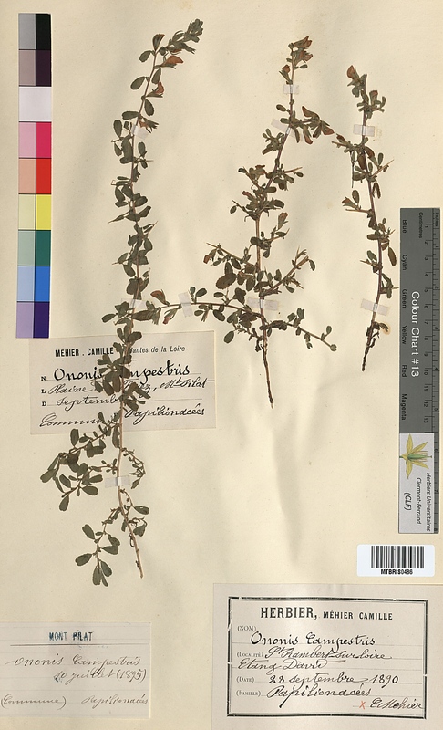 Ononis campestris (Fabaceae)