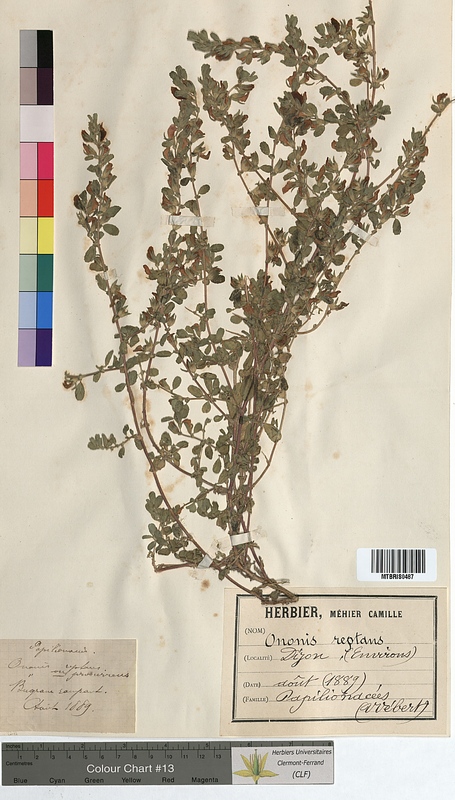Ononis procurrens (Fabaceae)