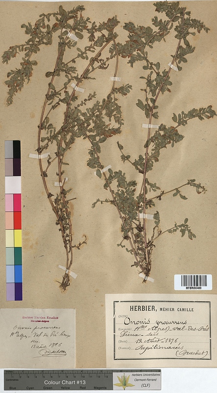 Ononis procurrens (Fabaceae)